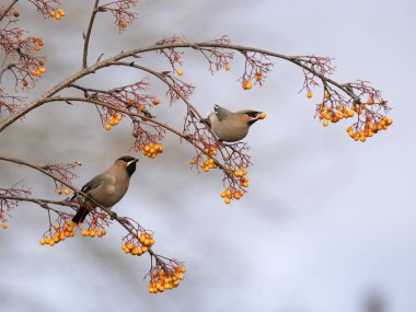 Waxwing, Bombycilla garrulus, dut üzerinde iki kuş, Batı Midlands, Ocak 2024