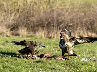 Yaygın akbaba, Buteo buteo, Karada savaşan iki kuş, Northamptonshire, Ocak 2024