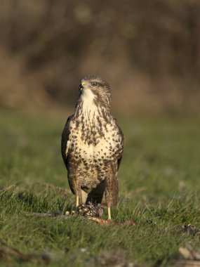 Sıradan akbaba, Buteo buteo, yerde tek kuş, Northamptonshire, Ocak 2024