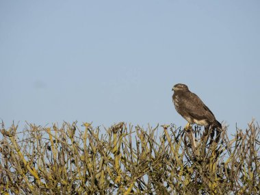 Yaygın akbaba, Buteo buteo, Çitteki tek kuş, Northamptonshire, Ocak 2024