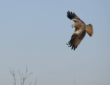 Kırmızı uçurtma, Milvus Milvus, Uçan tek kuş, Northamptonshire, Ocak 2024