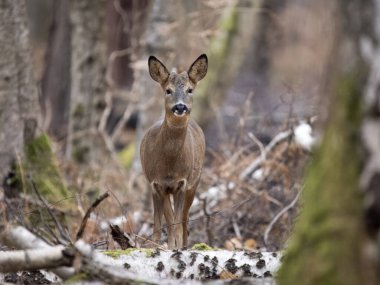 Roe geyiği, Capreolus Capreolus, Ocak 2024, Woodland, Surrey 'de bekar genç bir erkek.