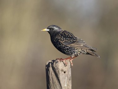 Sığırcık, Sturnus vulgaris, kışladaki tek kuş, Essex, Ocak 2024