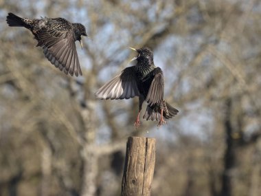 Sığırcık, Sturnus vulgaris, iki kuş dövüşü, Essex, Ocak 2024