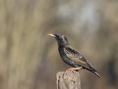 Sığırcık, Sturnus vulgaris, iki kuş dövüşü, Essex, Ocak 2024
