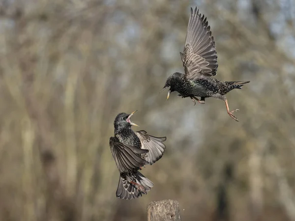 Sturnus Vulgaris Zwei Kämpfende Vögel Essex Januar 2024 lizenzfreie Stockbilder