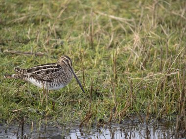 Yaygın çulluk, Gallinago gallinago, tek su kuşu, Kent, Ocak 2024