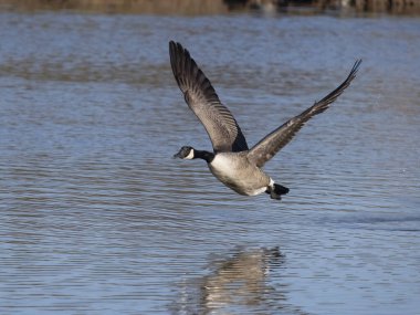 Kanada kazı, Branta kanadensis, uçan tek kuş, Gloucestershire, Şubat 2024