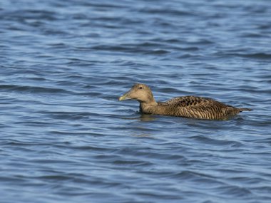 Eider ördeği, Somateria mollissima, Sudaki tek dişi kuş, Northumberland, Şubat 2024
