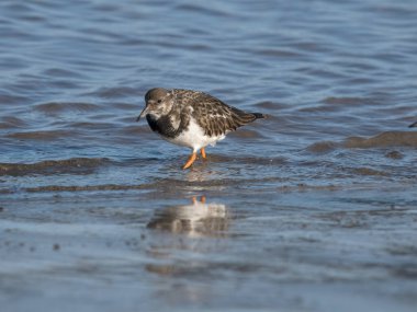 Turnstone, Arenaria tercümesi, tek su kuşu, Northumberland, Şubat 2024