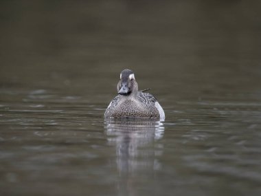 Garganey, Spatula querquedula, bekar erkek, Batı Midlands, Mart 2024