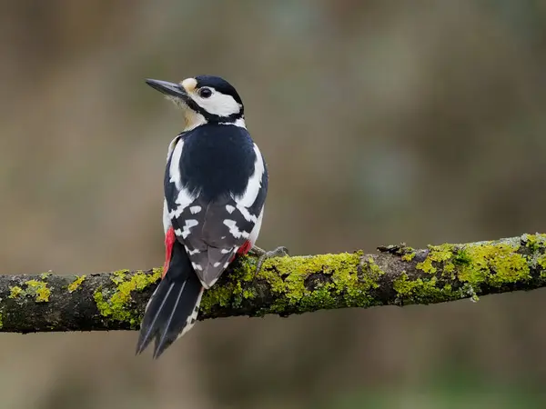 Great Spotted Woodpecker Dendrocopos Major Single Female Bird Branch Warwickshire Stock Fotografie