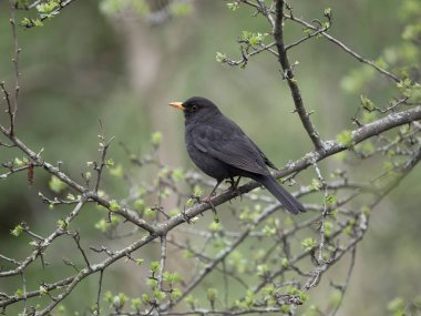 Blackbird, Turdus Merula, tek erkek, Warwickshire, Mart 2024