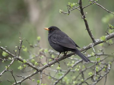 Blackbird, Turdus Merula, tek erkek, Warwickshire, Mart 2024