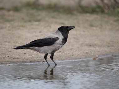 Kukuletalı karga, Corvus cornix, su kenarındaki tek kuş, İskoçya, Mart 2024