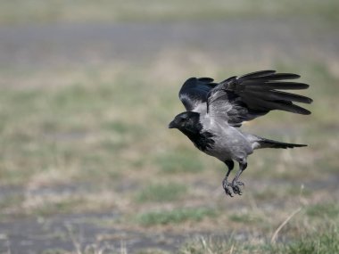 Kukuletalı karga, Corvus cornix, İskoçya, Mart 2024