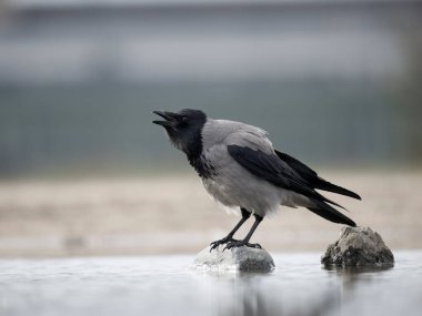 Kukuletalı karga, Corvus cornix, su kenarındaki tek kuş, İskoçya, Mart 2024