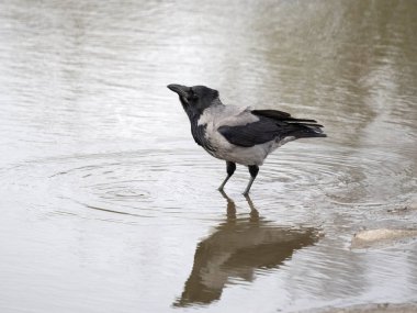 Kukuletalı karga, Corvus cornix, su kenarındaki tek kuş, İskoçya, Mart 2024