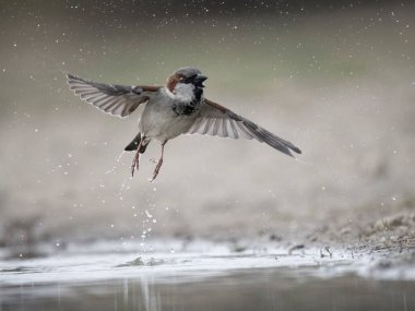 Ev serçesi, Passer domesticus, sudan atlayan bekar erkek kuş, Warwickshire, Mart 2024