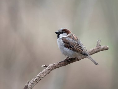 House Sparrow, Passer domesticus, tek erkek kuş, Warwickshire, Mart 2024