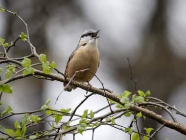 Nuthatch, Sitta europaea, şubede öten tek kuş, Warwickshire, Mart 2024