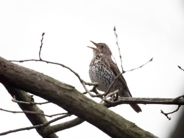 Song ardıç kuşu, Turdus filomelos, çimlerde tek kuş, Warwickshire, Mart 2024