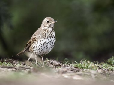 Song ardıç kuşu, Turdus filomelos, çimlerde tek kuş, Warwickshire, Mart 2024