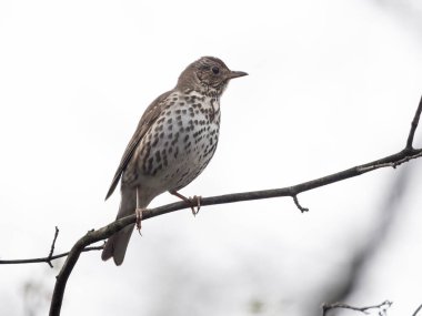 Song ardıç kuşu, Turdus filomelos, daldaki tek kuş, Warwickshire, Mart 2024