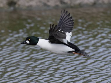 Goldeneye, Bucephala clangula, uçan bekar erkek kuş, Gloucestershire, Nisan 2024