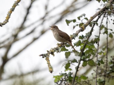 Nightingale, Luscinia megarhynchos, şubede öten tek kuş, Sussex, Nisan 2024