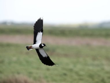 Northern lapwing, Vanellus vanellus, single bird in flight, Kent, April 2024 clipart