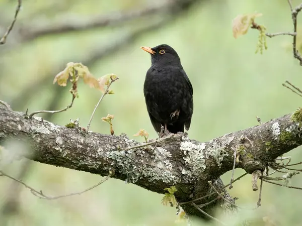 Blackbird, Turdus merula, tek erkek kuş şubede ötüyor, Sussex, Nisan 2024