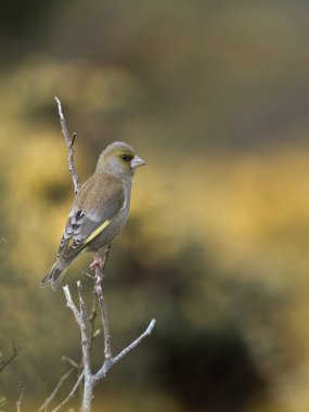 Greenfinch, Chloris Chloris, tek başına yaşayan erkek, Galler, Nisan 2024