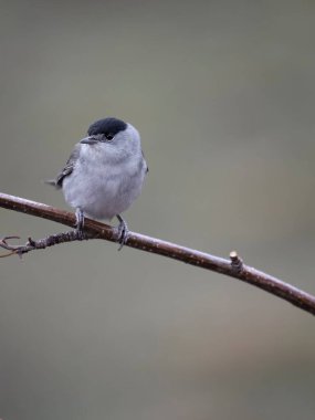 Blackcap, Sylvia atricapilla, single male on branch, Norway, May 2024 clipart