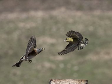 Brambling, Fringilla montifringilla, Siskin, Norveç, Mayıs 2024