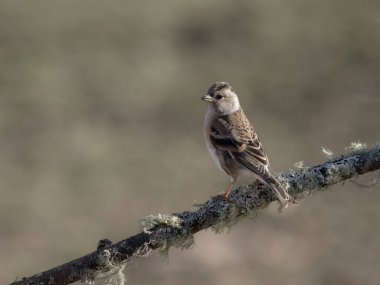 Brambling, Fringilla montifringilla, Norveç, Mayıs 2024