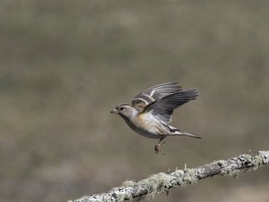 Brambling, Fringilla montifringilla, Norveç, Mayıs 2024