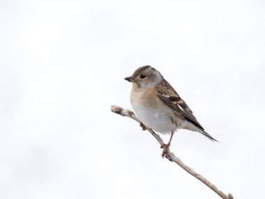 Brambling, Fringilla montifringilla, Norveç, Mayıs 2024 'te tek bir kadın.