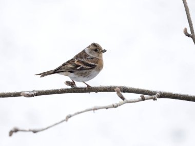 Brambling, Fringilla montifringilla, Norveç, Mayıs 2024 'te tek bir kadın.