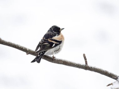 Brambling, Fringilla montifringilla, Norveç, Mayıs 2024 'te tek bir erkek.