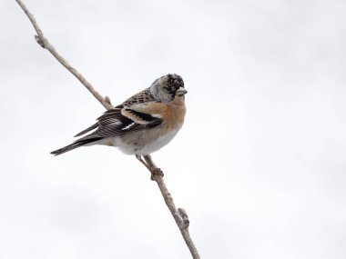 Brambling, Fringilla montifringilla, Norveç, Mayıs 2024 'te tek bir erkek.