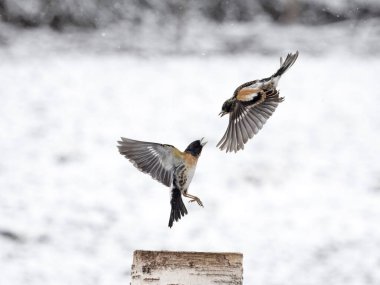 Brambling, Fringilla montifringilla, iki erkek dövüşüyor, Norveç, Mayıs 2024