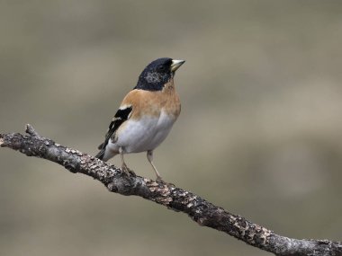 Brambling, Fringilla montifringilla, Norveç, Mayıs 2024