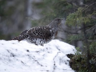 Capercaillie, Tetrao urogallus, kar altındaki bekar dişi lek veya ekran alanı, Norveç, Mayıs 2024