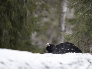 Capercaillie, Tetrao urogallus, kar altında bekar erkek lek veya ekran alanı, Norveç, Mayıs 2024