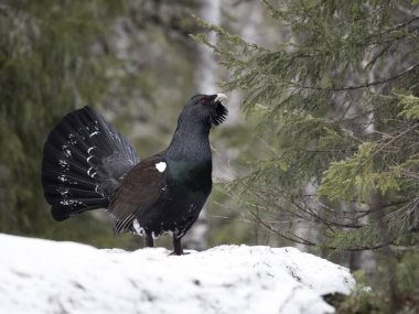 Capercaillie, Tetrao urogallus, kar altında bekar erkek lek veya ekran alanı, Norveç, Mayıs 2024