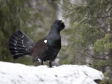 Capercaillie, Tetrao urogallus, kar altında bekar erkek lek veya ekran alanı, Norveç, Mayıs 2024