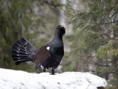 Capercaillie, Tetrao urogallus, kar altında bekar erkek lek veya ekran alanı, Norveç, Mayıs 2024