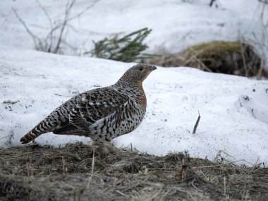 Capercaillie, Tetrao urogallus, Norveç, Mayıs 2024 'te karda tek bir kadın.