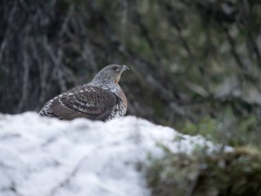 Capercaillie, Tetrao urogallus, Norveç, Mayıs 2024 'te karda tek bir kadın.